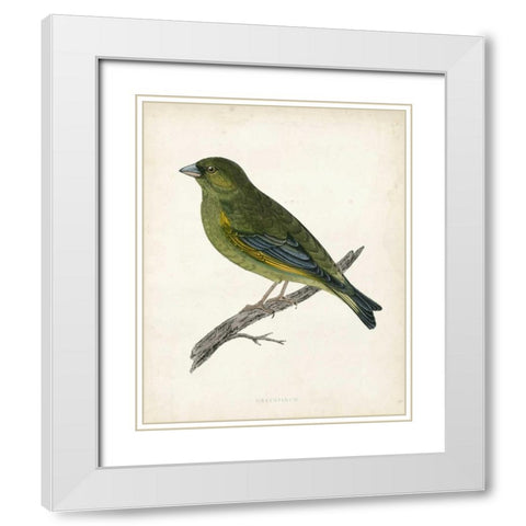 Morris Greenfinch White Modern Wood Framed Art Print with Double Matting by Morris