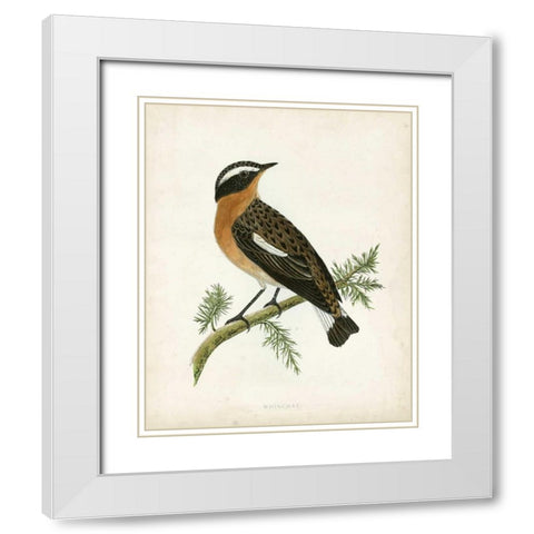 Morris Whinchat White Modern Wood Framed Art Print with Double Matting by Morris