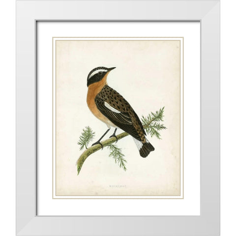 Morris Whinchat White Modern Wood Framed Art Print with Double Matting by Morris