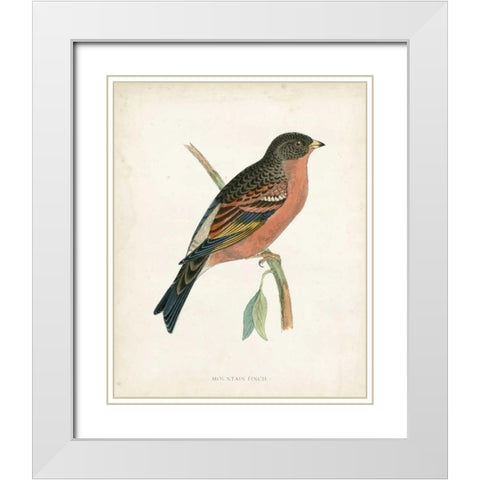 Morris Mountain Finch White Modern Wood Framed Art Print with Double Matting by Morris
