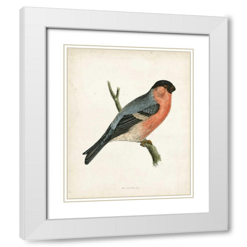 Morris Bullfinch White Modern Wood Framed Art Print with Double Matting by Morris