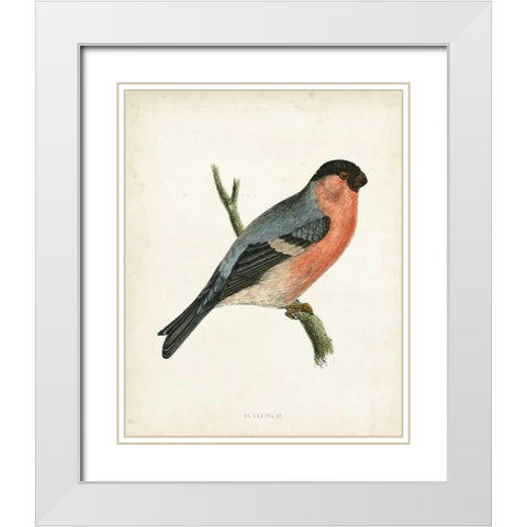 Morris Bullfinch White Modern Wood Framed Art Print with Double Matting by Morris