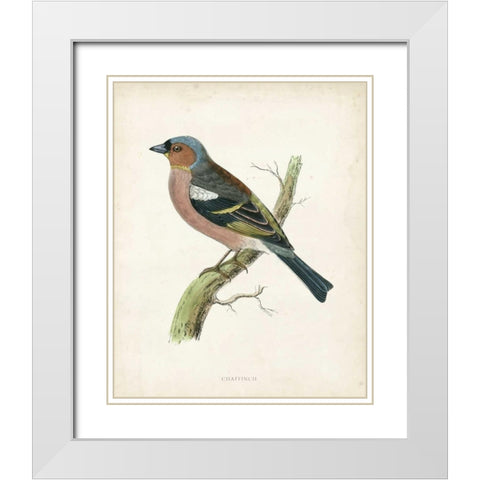 Morris Chaffinch White Modern Wood Framed Art Print with Double Matting by Morris