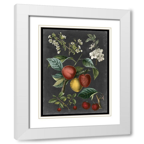Orchard Varieties III White Modern Wood Framed Art Print with Double Matting by Vision Studio