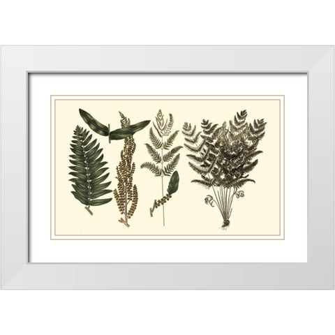 Fern Leaf Folio I White Modern Wood Framed Art Print with Double Matting by Oeder, Georg C.