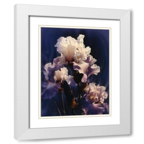 Purple Iris White Modern Wood Framed Art Print with Double Matting by Bogle, Collin
