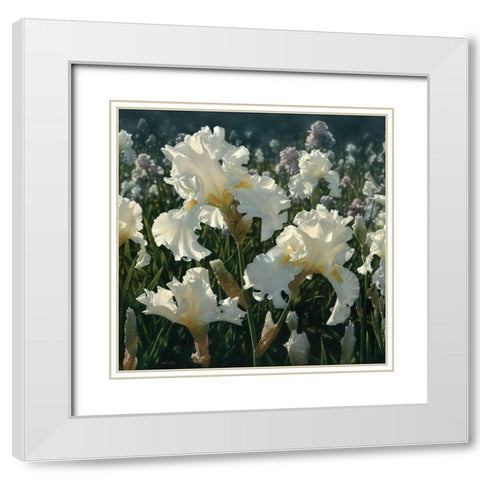 White Iris Garden - Square White Modern Wood Framed Art Print with Double Matting by Bogle, Collin