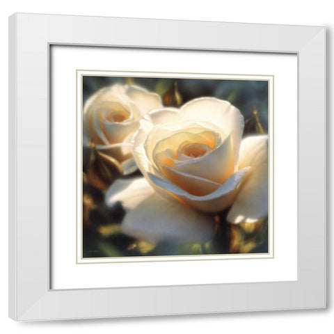 White Rose - Colors of White - Square White Modern Wood Framed Art Print with Double Matting by Bogle, Collin