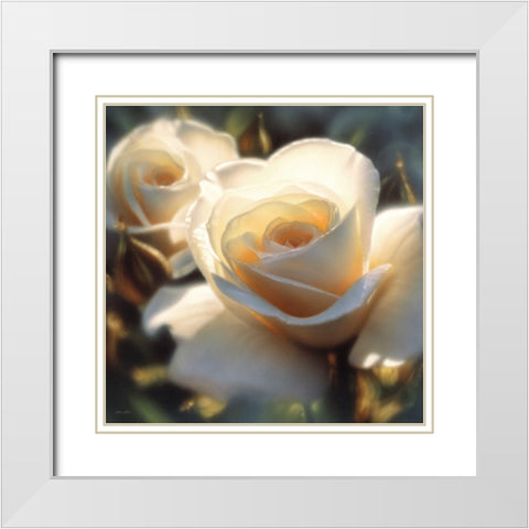 White Rose - Colors of White - Square White Modern Wood Framed Art Print with Double Matting by Bogle, Collin