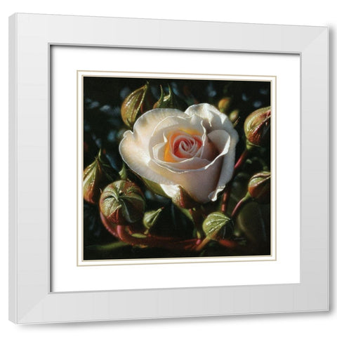 White Rose - First Born White Modern Wood Framed Art Print with Double Matting by Bogle, Collin