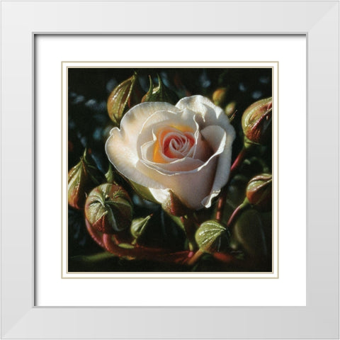 White Rose - First Born White Modern Wood Framed Art Print with Double Matting by Bogle, Collin
