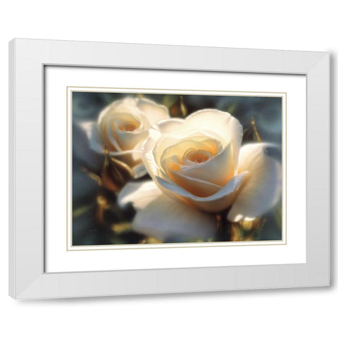 White Roses - Colors of White White Modern Wood Framed Art Print with Double Matting by Bogle, Collin