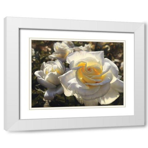 White Roses White Modern Wood Framed Art Print with Double Matting by Bogle, Collin