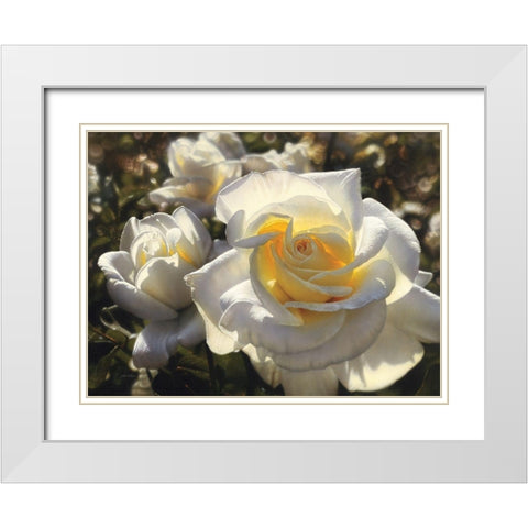 White Roses White Modern Wood Framed Art Print with Double Matting by Bogle, Collin