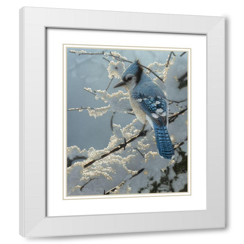 Blue Jay - On the Fence White Modern Wood Framed Art Print with Double Matting by Bogle, Collin