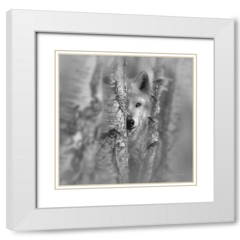 Wolf - Focused - BandW White Modern Wood Framed Art Print with Double Matting by Bogle, Collin