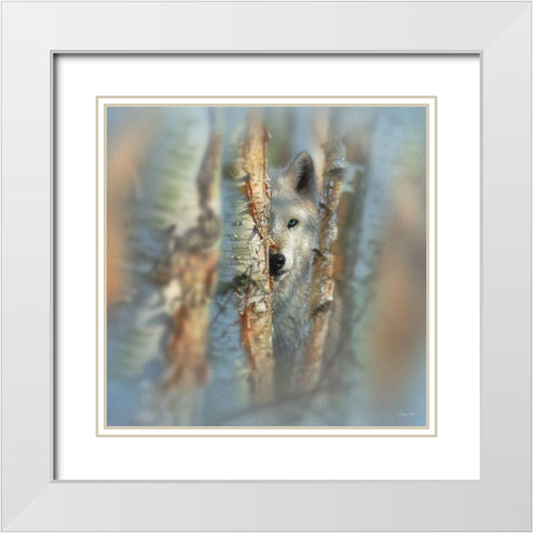 Wolf - Focused White Modern Wood Framed Art Print with Double Matting by Bogle, Collin