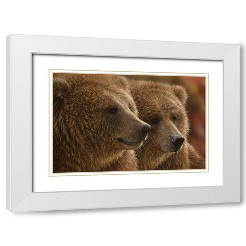 Brown Bears - Lazy Daze White Modern Wood Framed Art Print with Double Matting by Bogle, Collin