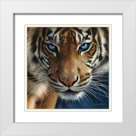 Tiger - Blue Eyes White Modern Wood Framed Art Print with Double Matting by Bogle, Collin
