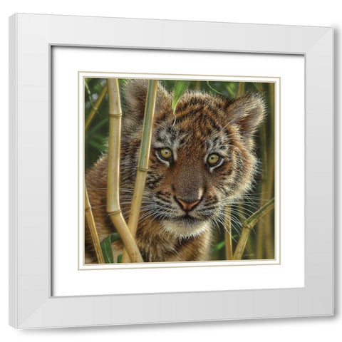 Tiger Cub - Discovery White Modern Wood Framed Art Print with Double Matting by Bogle, Collin