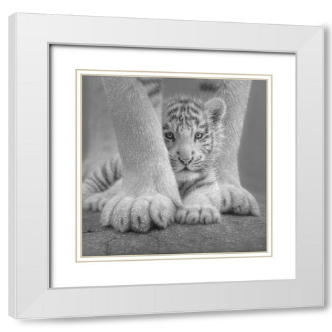 White Tiger Cub - Sheltered - BandW White Modern Wood Framed Art Print with Double Matting by Bogle, Collin