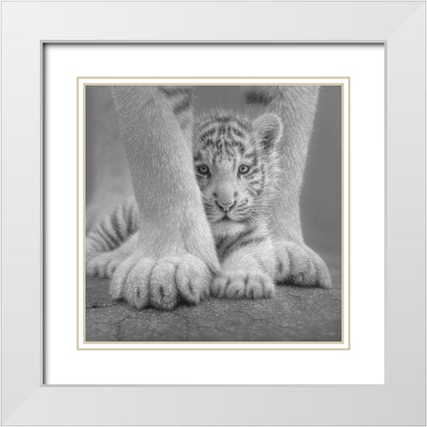 White Tiger Cub - Sheltered - BandW White Modern Wood Framed Art Print with Double Matting by Bogle, Collin