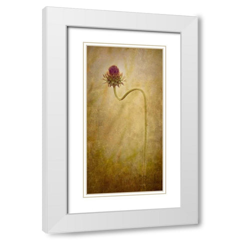 Thistle White Modern Wood Framed Art Print with Double Matting by Murdock, Ramona