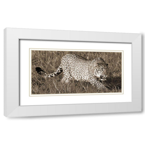 Leopard hunting White Modern Wood Framed Art Print with Double Matting by Pangea Images