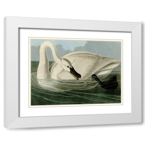 Trumpeter Swan White Modern Wood Framed Art Print with Double Matting by Audubon, John James
