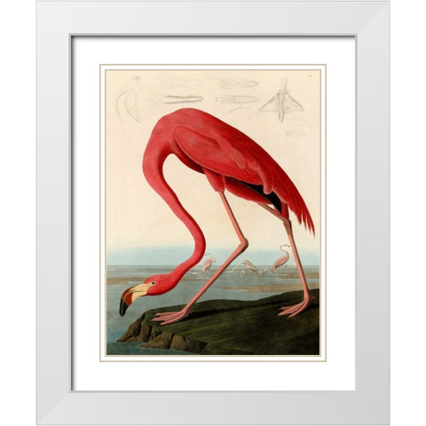 American Red Flamingo White Modern Wood Framed Art Print with Double Matting by Audubon, John James