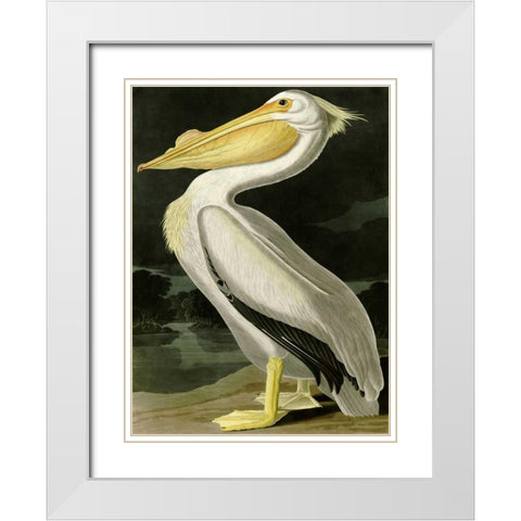 American White Pelican White Modern Wood Framed Art Print with Double Matting by Audubon, John James