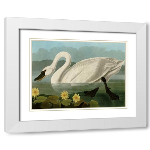 Common American Swan White Modern Wood Framed Art Print with Double Matting by Audubon, John James