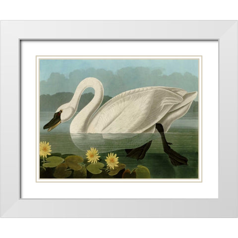 Common American Swan White Modern Wood Framed Art Print with Double Matting by Audubon, John James