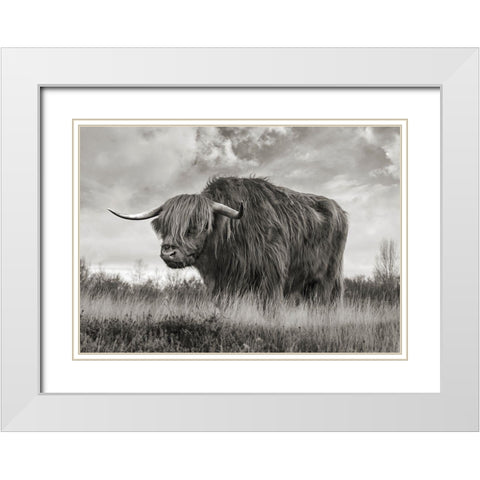 Scottish Highland Bull (BW) White Modern Wood Framed Art Print with Double Matting by Pangea Images