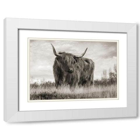 Scottish Highland Cattle (BW) White Modern Wood Framed Art Print with Double Matting by Pangea Images
