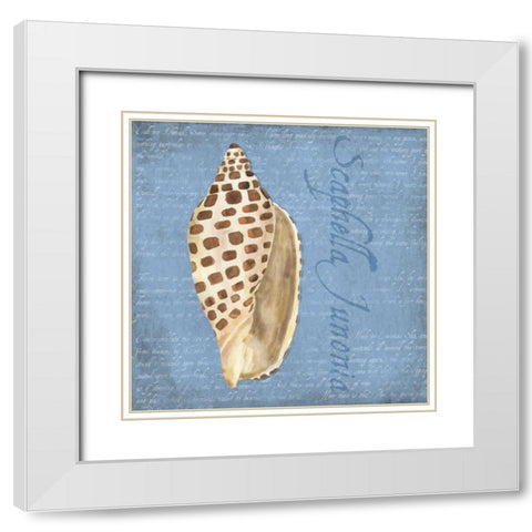 Oceanum Shells Blue II White Modern Wood Framed Art Print with Double Matting by Reed, Tara