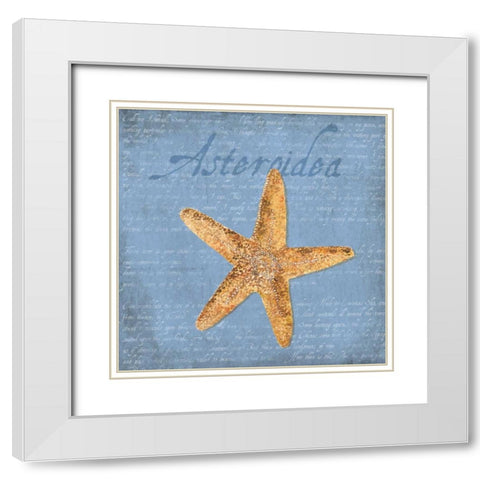Oceanum Shells Blue VI White Modern Wood Framed Art Print with Double Matting by Reed, Tara