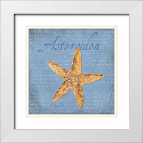 Oceanum Shells Blue VI White Modern Wood Framed Art Print with Double Matting by Reed, Tara