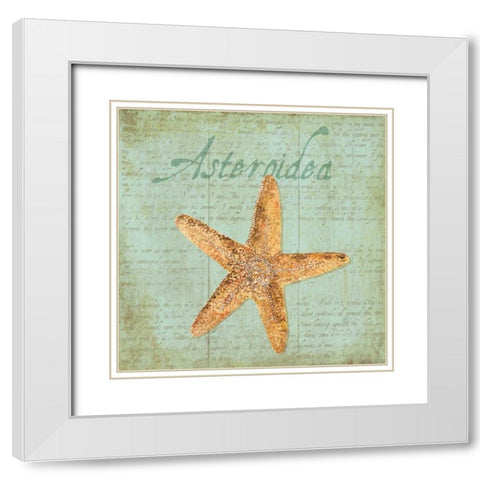 Oceanum Shells Green VI White Modern Wood Framed Art Print with Double Matting by Reed, Tara