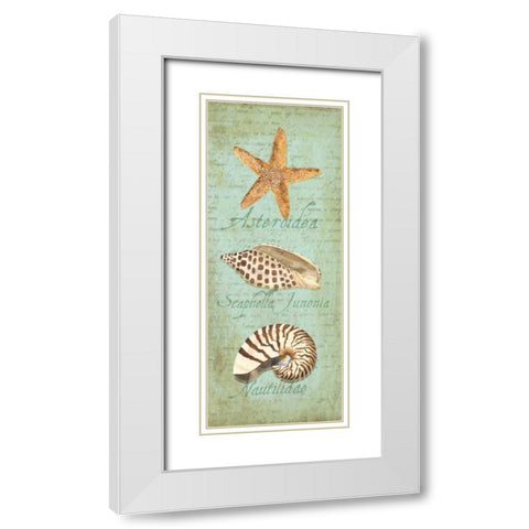 Oceanum Shell Panel Green II White Modern Wood Framed Art Print with Double Matting by Reed, Tara