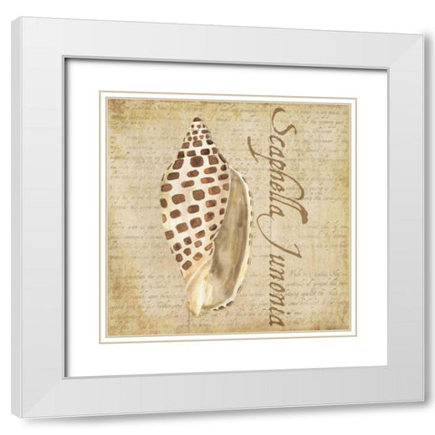 Oceanum Shells Beige II White Modern Wood Framed Art Print with Double Matting by Reed, Tara