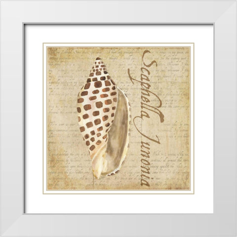 Oceanum Shells Beige II White Modern Wood Framed Art Print with Double Matting by Reed, Tara