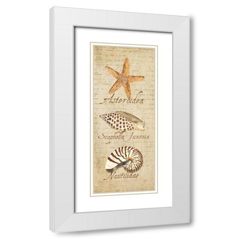 Oceanum Shell Panel Beige II White Modern Wood Framed Art Print with Double Matting by Reed, Tara