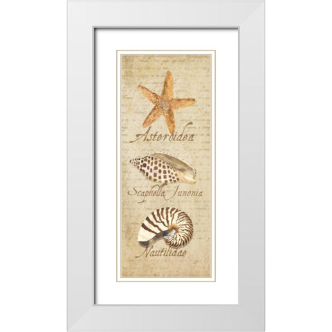 Oceanum Shell Panel Beige II White Modern Wood Framed Art Print with Double Matting by Reed, Tara