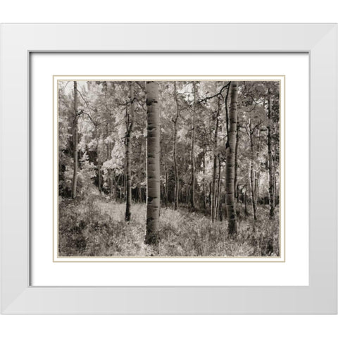 Birch Clearing White Modern Wood Framed Art Print with Double Matting by Aniballi, Brett