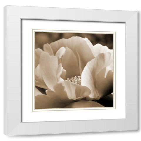 Brilliant Peony White Modern Wood Framed Art Print with Double Matting by Amber Light Gallery