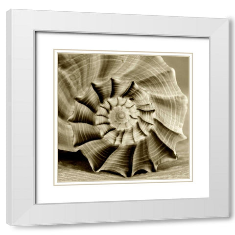 Sepia Shell Life 3 White Modern Wood Framed Art Print with Double Matting by Amber Light Gallery