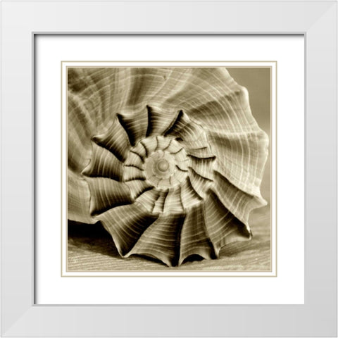 Sepia Shell Life 3 White Modern Wood Framed Art Print with Double Matting by Amber Light Gallery
