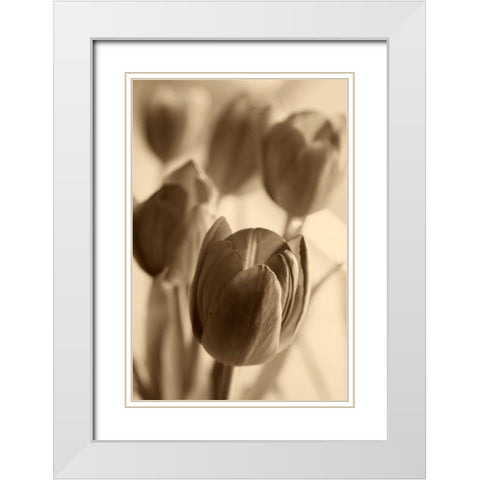 Illuminated Tulips 1 White Modern Wood Framed Art Print with Double Matting by Amber Light Gallery