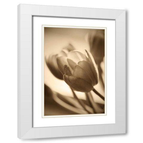 Illuminated Tulips 2 White Modern Wood Framed Art Print with Double Matting by Amber Light Gallery